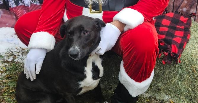 Panda, Adoptable, Young Female Border Collie & Labrador Retriever.