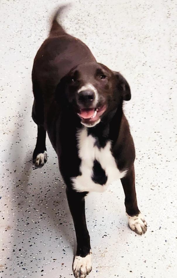 Panda, a Adoptable mixed breed in San Antonio, TX image 5/6