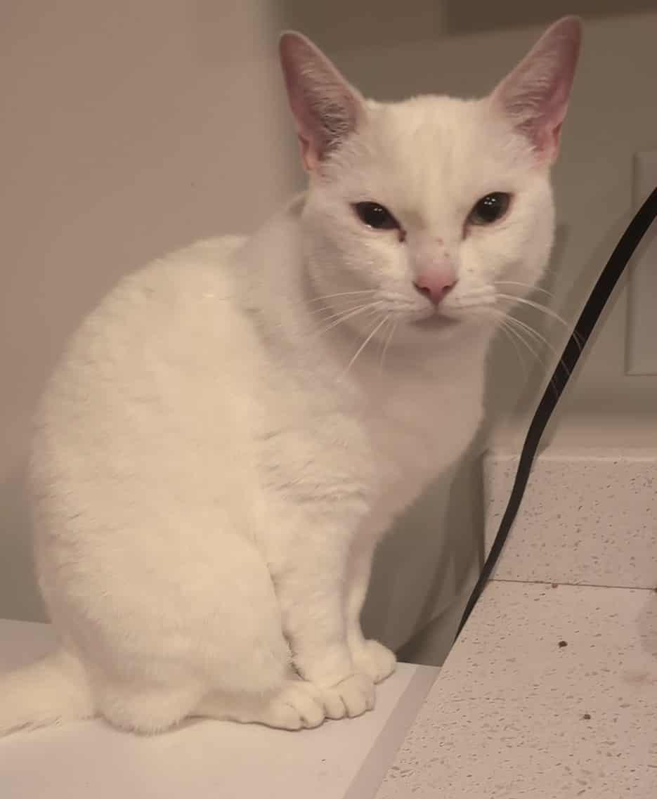 Charles, an adoptable American Shorthair in Winnipeg, MB, R2C 3A4 | Photo Image 1