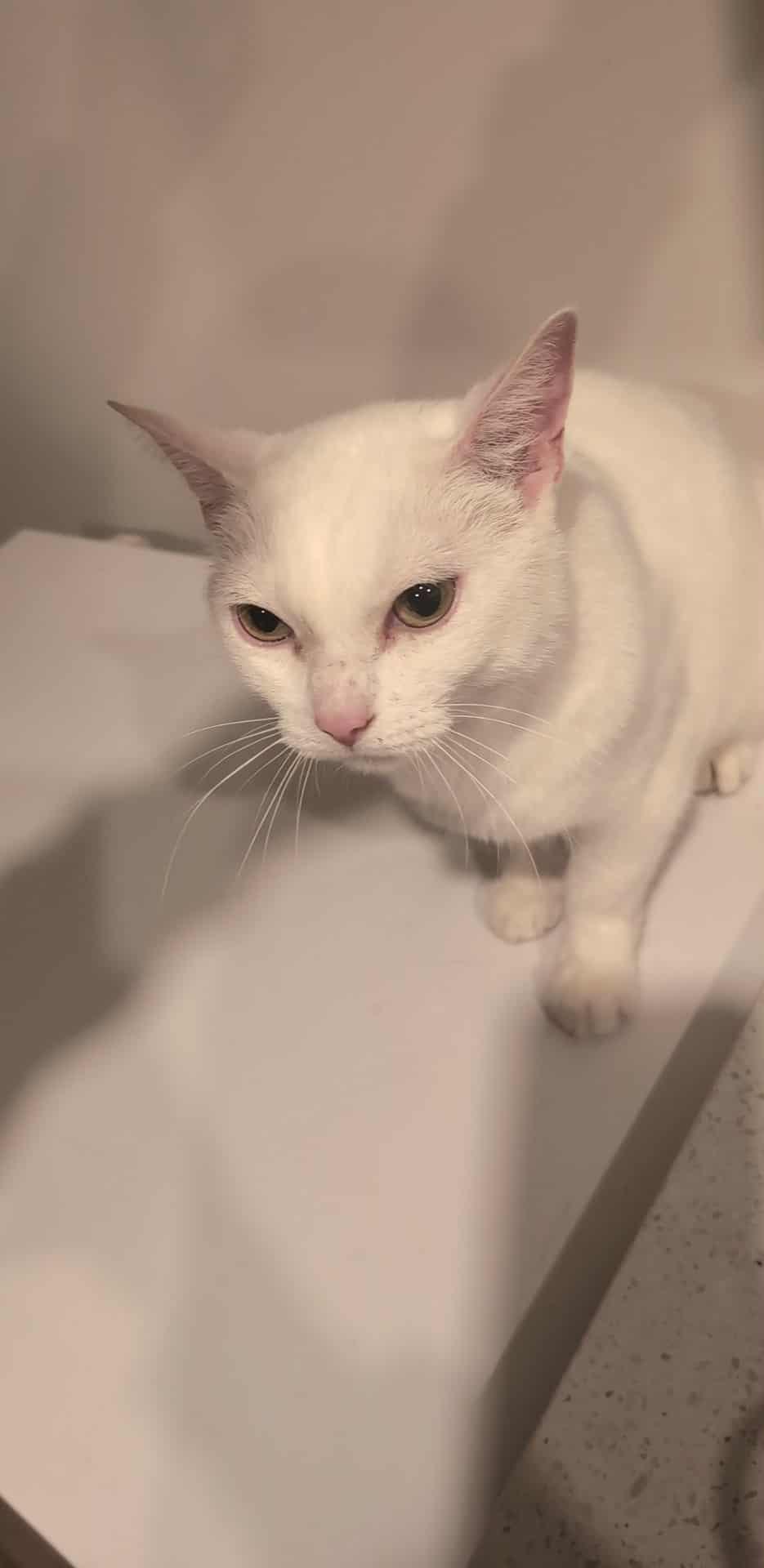 Charles, an adoptable American Shorthair in Winnipeg, MB, R2C 3A4 | Photo Image 2