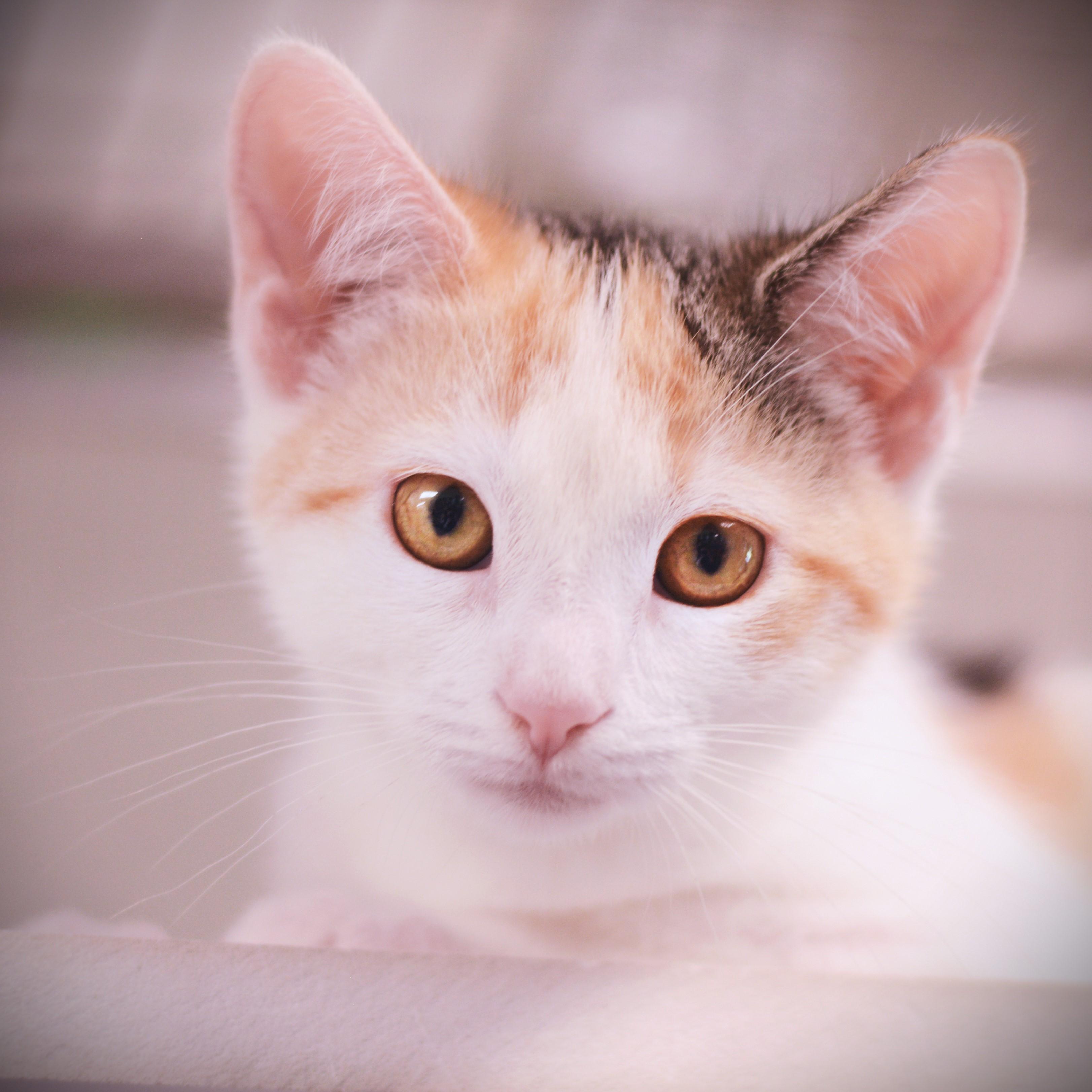 Katy, adoptable, Kitten Female Domestic Short Hair.