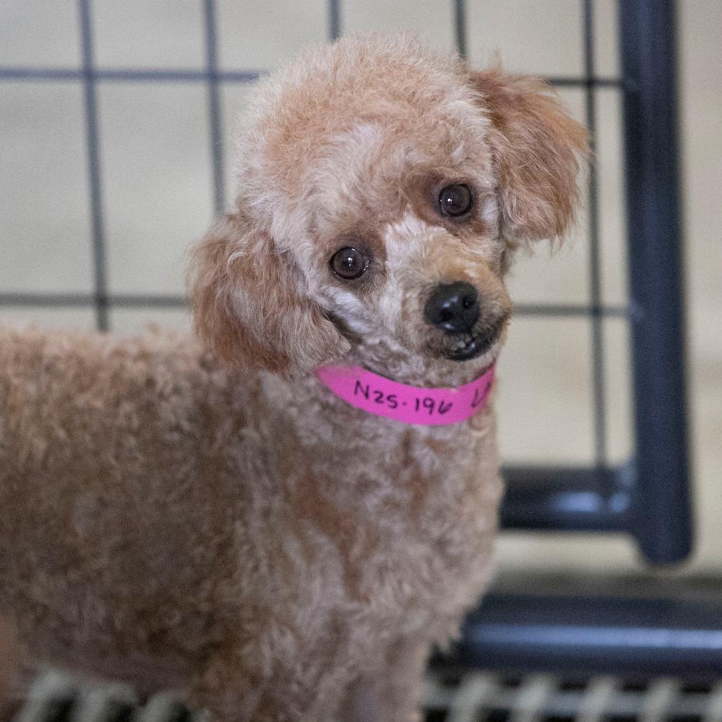 Lacy (N25-196), Adoptable, Adult Female Poodle.