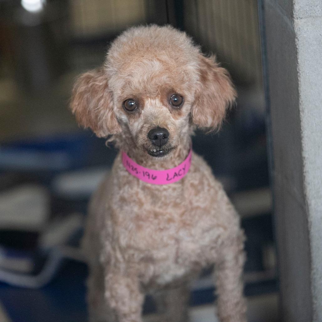 Lacy (N25-196), a Adoptable Poodle in Bendena, KS image 2/4