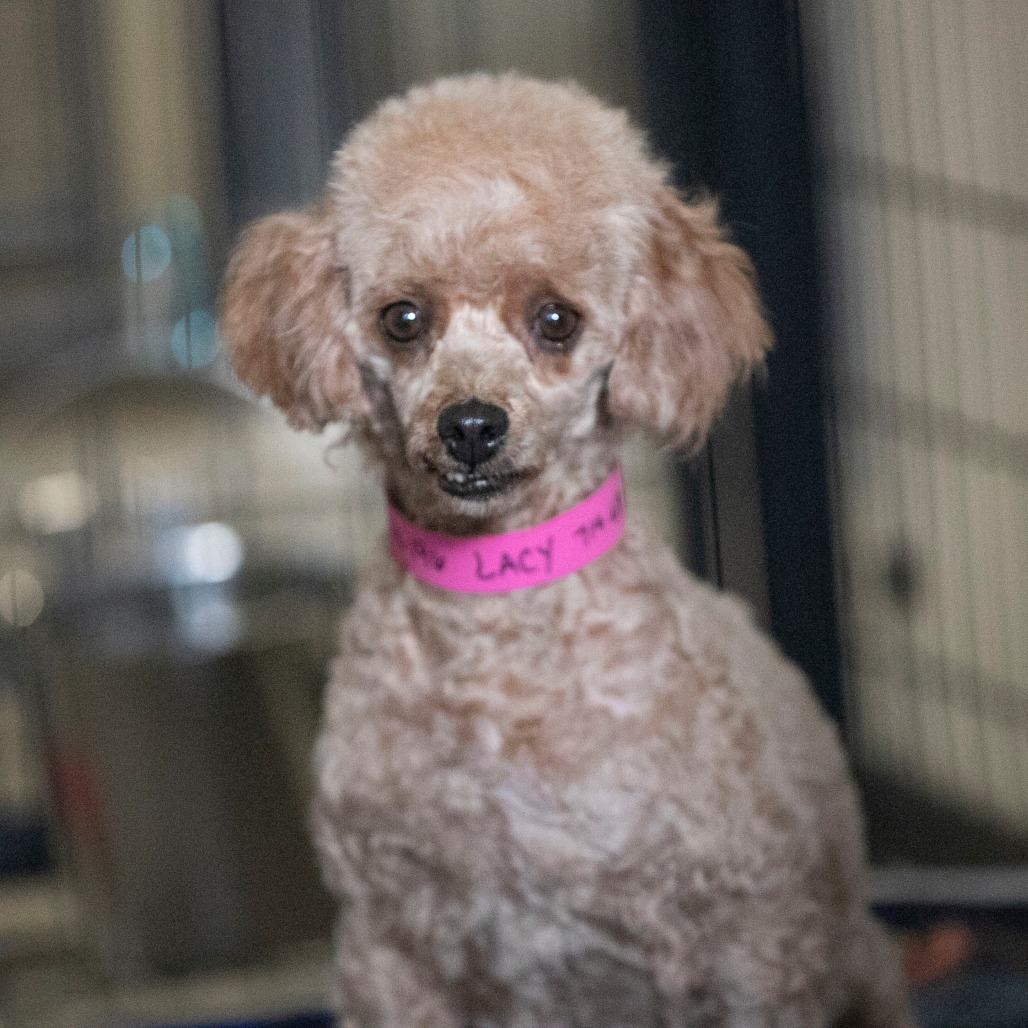 Lacy (N25-196), a Adoptable Poodle in Bendena, KS image 4/4