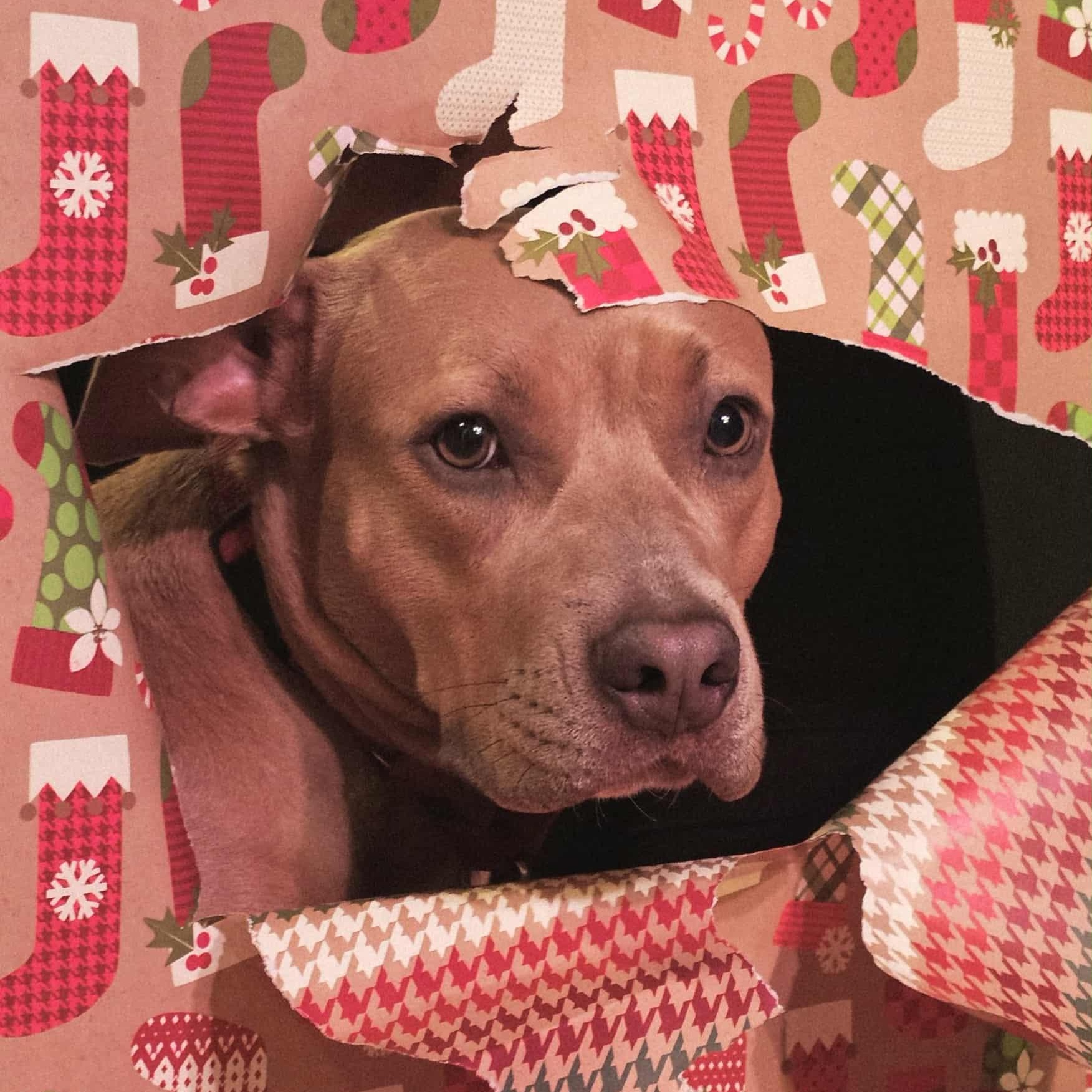 Priya — thumbnail 4