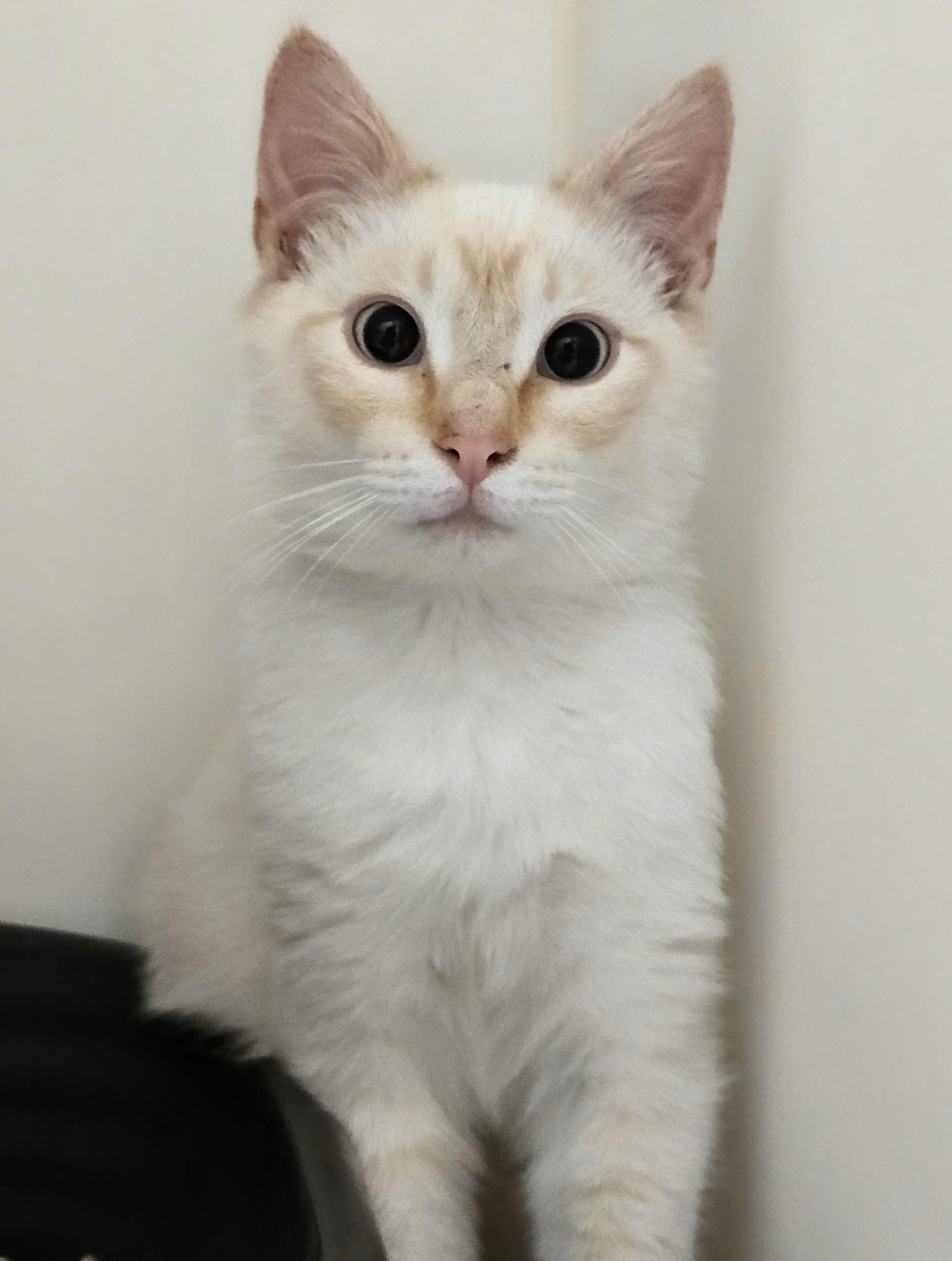 6-206 Toasty, an adopted mixed breed in Amityville, NY image 5/5