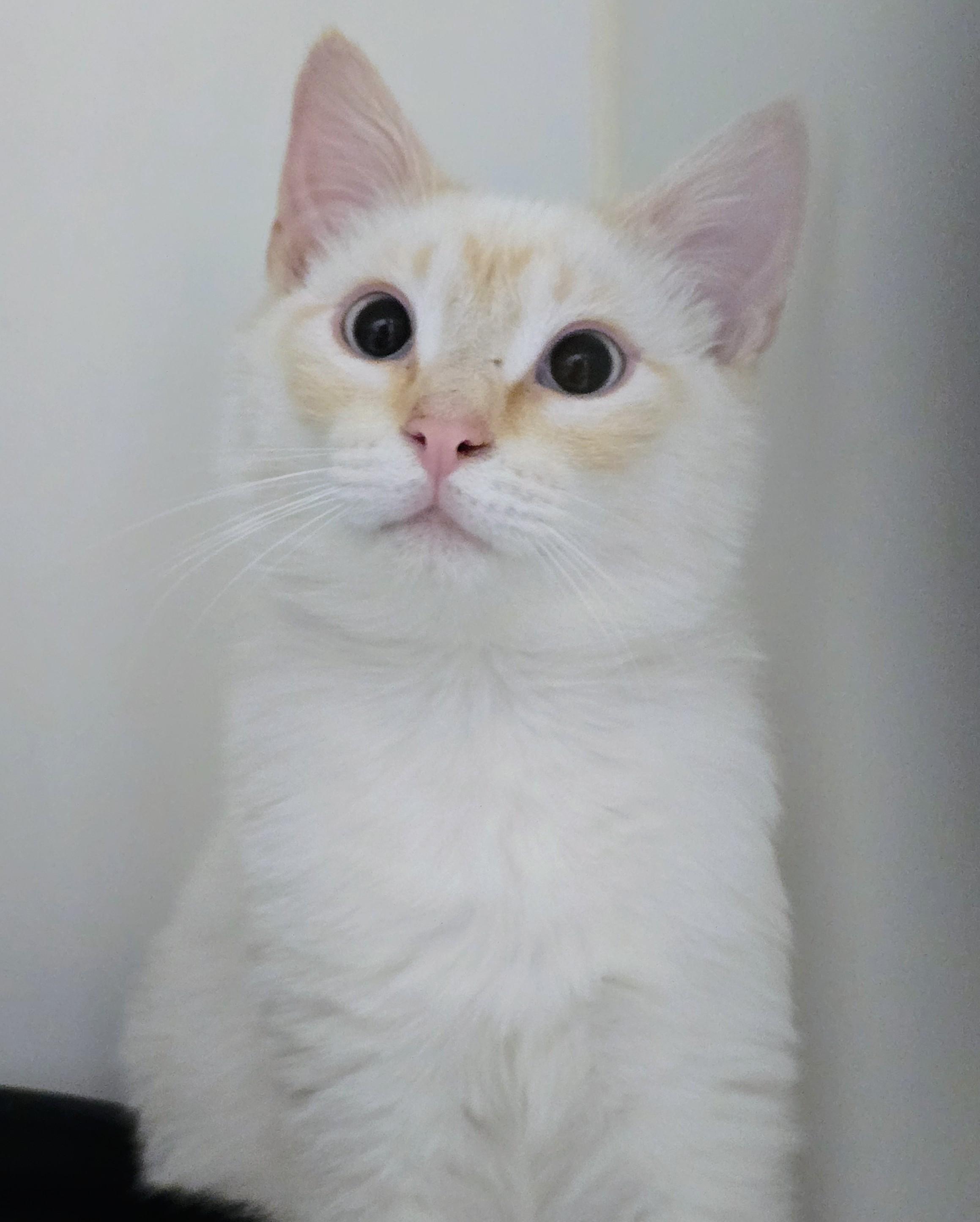 6-206 Toasty, adopted, Young Male Siamese.