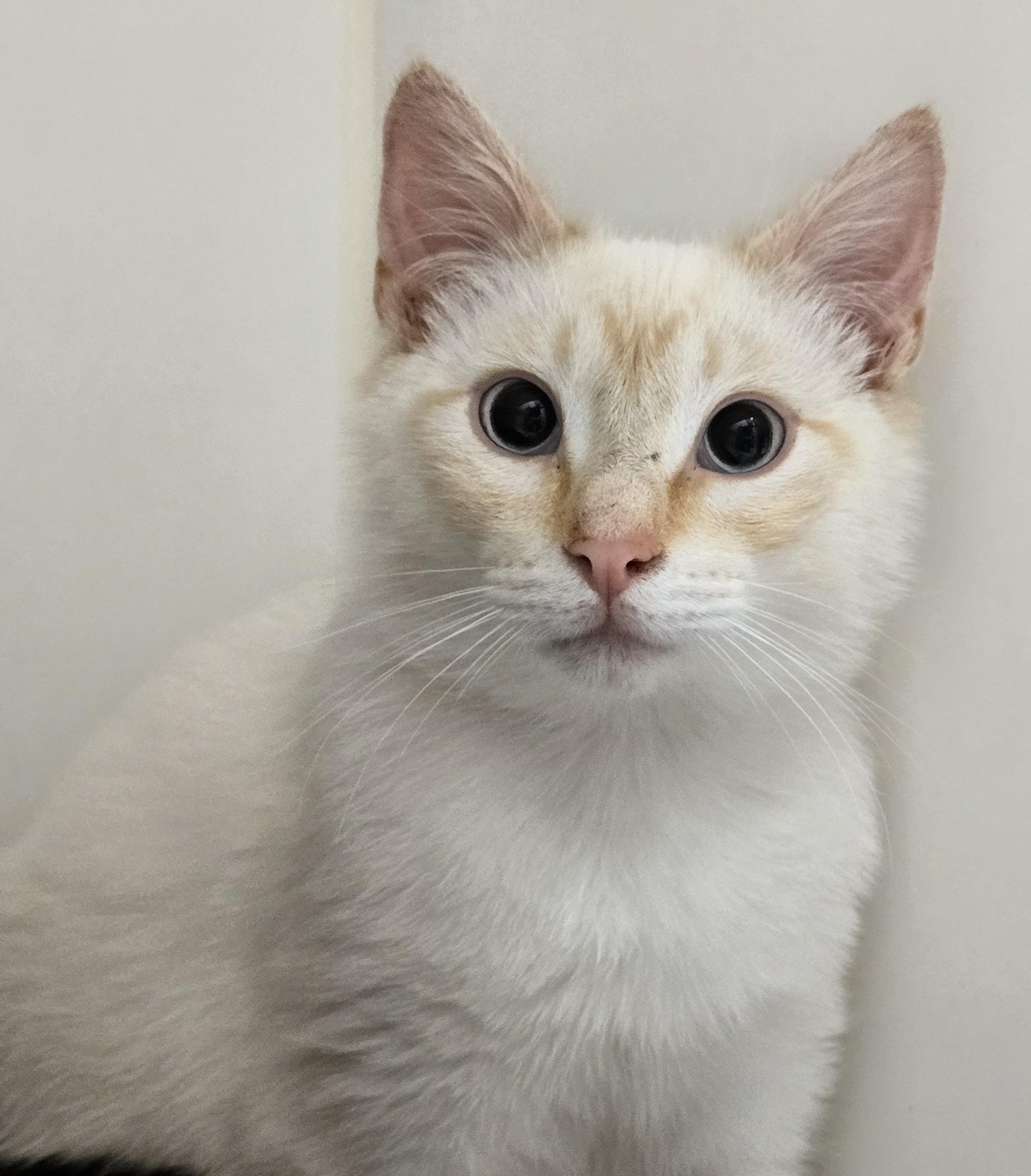 6-206 Toasty, an adopted mixed breed in Amityville, NY image 4/5