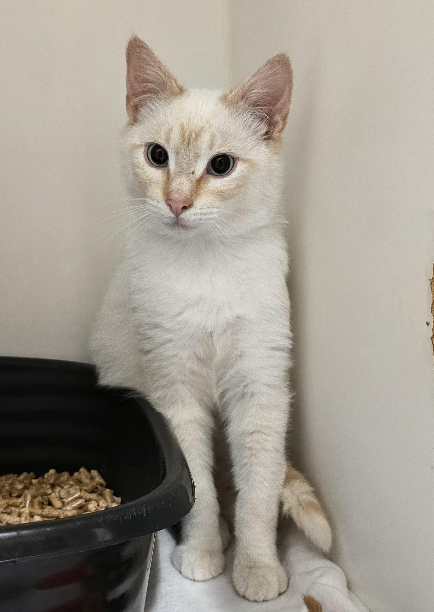 6-206 Toasty, an adopted mixed breed in Amityville, NY image 3/5