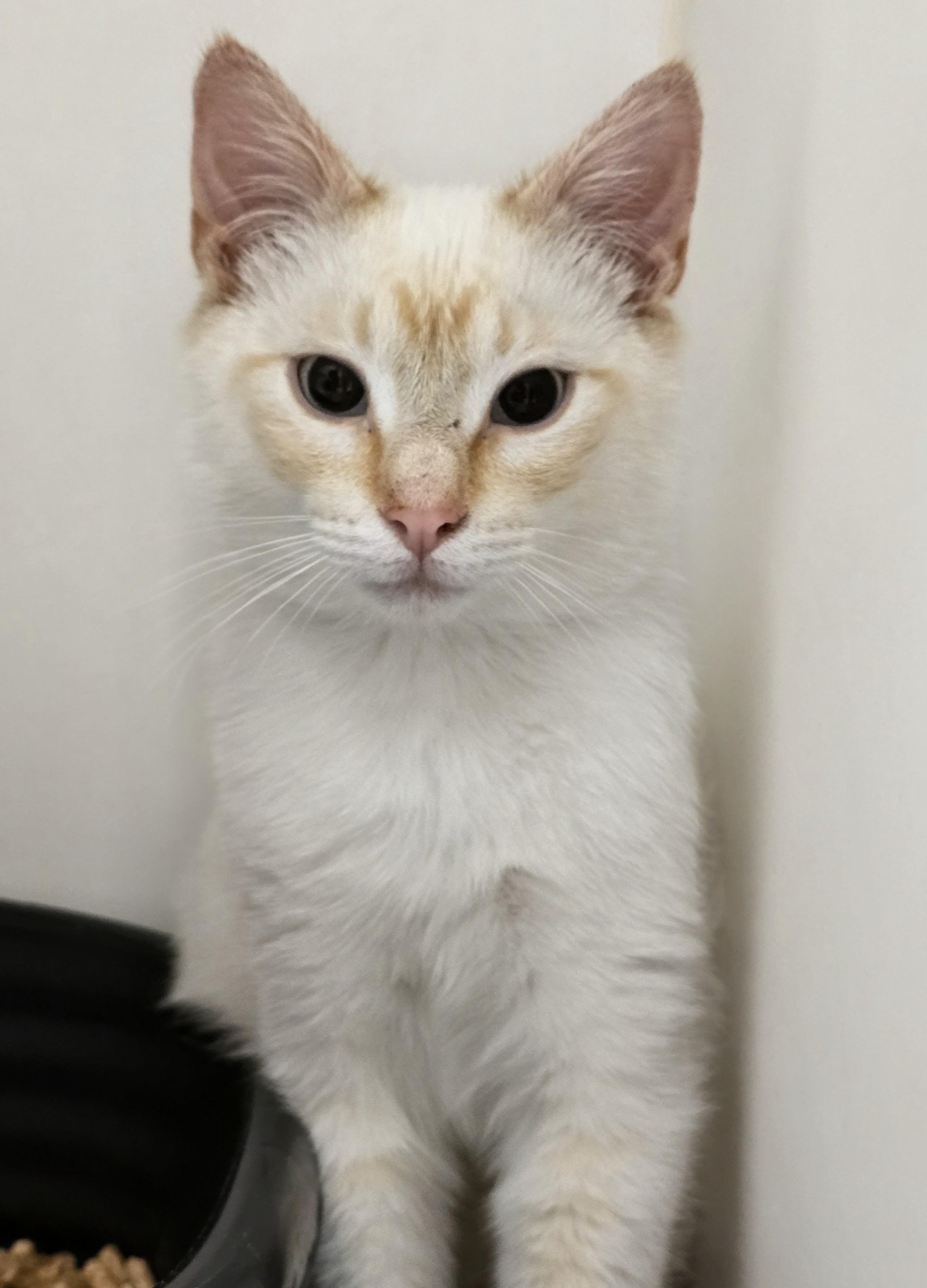 6-206 Toasty, an adopted mixed breed in Amityville, NY image 2/5