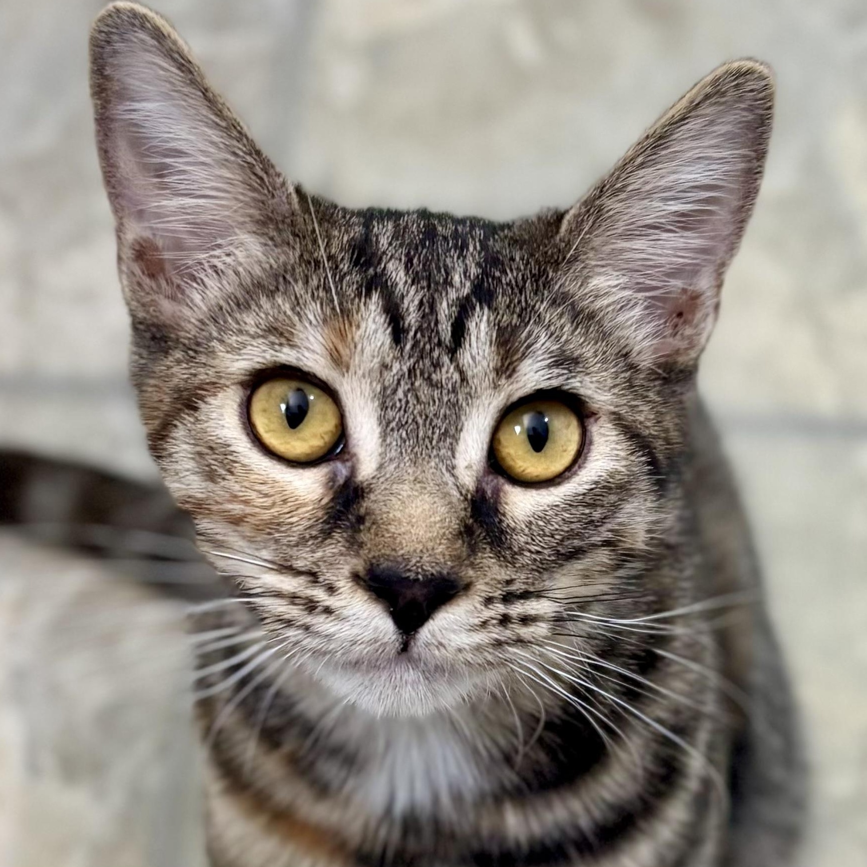 Enlarge Arwen, a Adoptable mixed breed in Beverly Hills, CA image 1/1