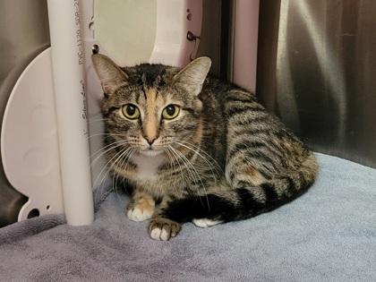 Vinnie, Adoptable, Kitten Female Domestic Short Hair & Domestic Short Hair.