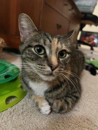 Enlarge Vinnie, a Adoptable Domestic Short Hair in Cincinnati, OH image 2/3