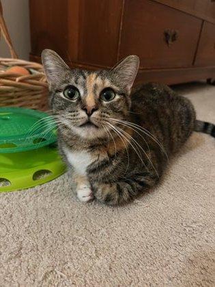 Enlarge Vinnie, a Adoptable Domestic Short Hair in Cincinnati, OH image 3/3