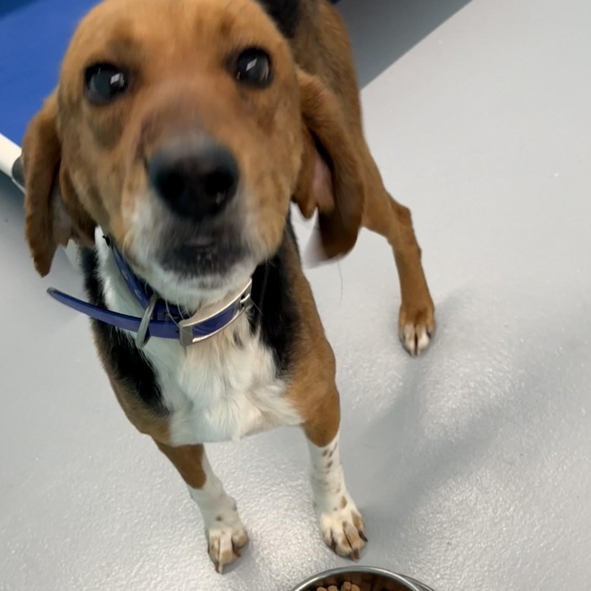 Enlarge Poboy, an adopted Hound in Elberon, VA image 1/1
