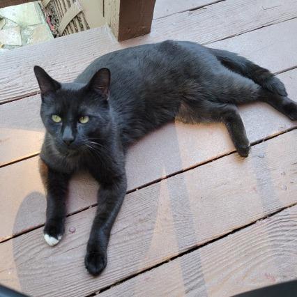 negrito, Adoptable, Young Male Domestic Short Hair.