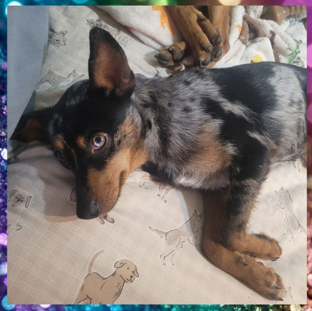 Enlarge Pedico, a Adoptable Australian Shepherd in Akron, OH image 1/3