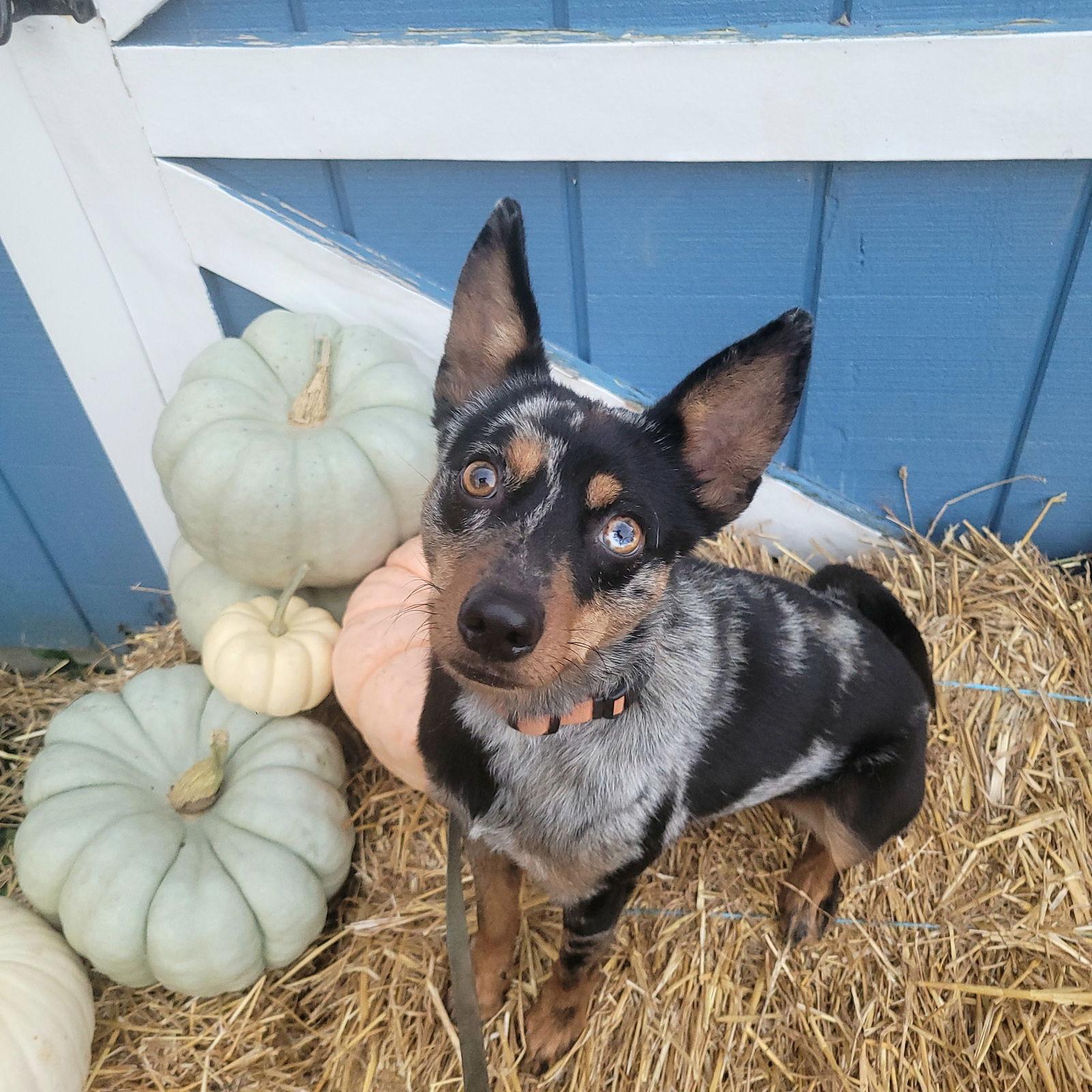 Enlarge Pedico, a Adoptable Australian Shepherd in Akron, OH image 1/3
