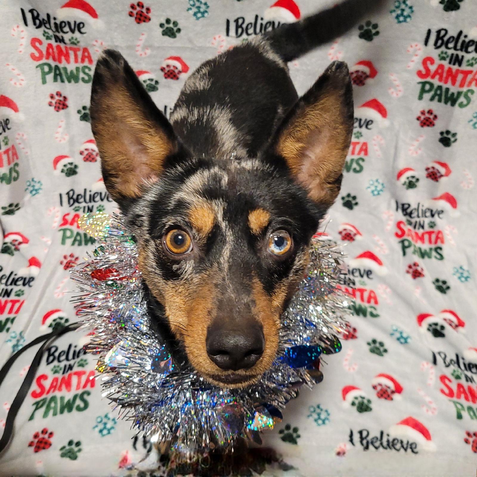 Pedico, Adoptable, Adult Female Australian Shepherd.