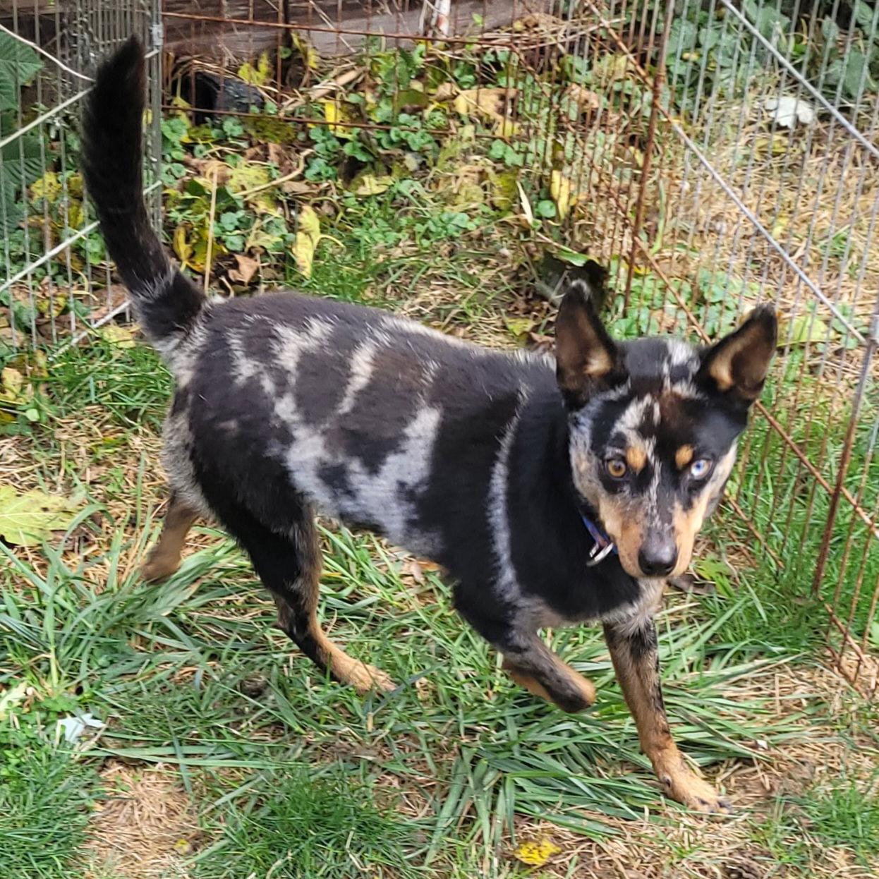 Enlarge Pedico, a Adoptable Australian Shepherd in Akron, OH image 2/3