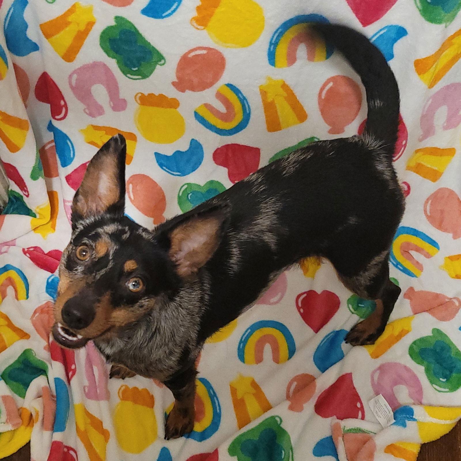 Pedico, Adoptable, Young Female Mixed Breed.