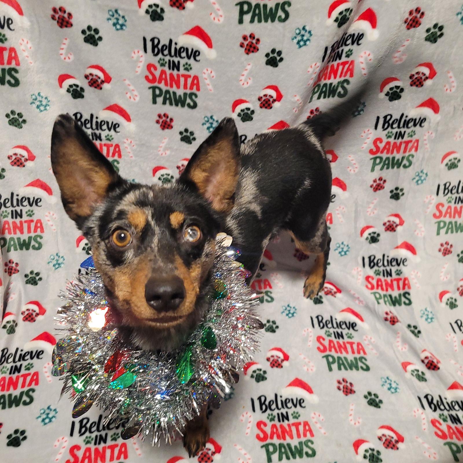 Enlarge Pedico, a Adoptable Australian Shepherd in Akron, OH image 2/3