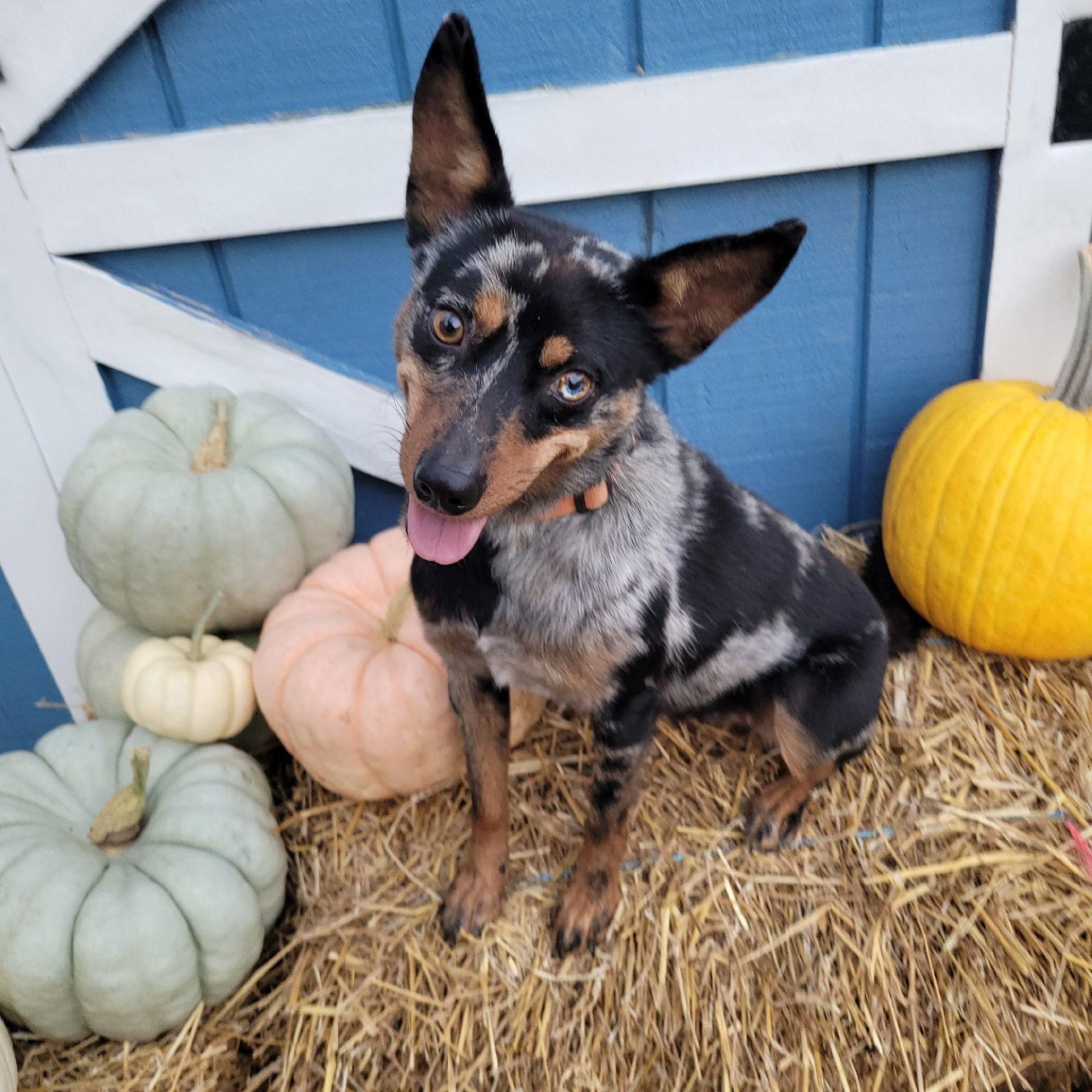 Enlarge Pedico, a Adoptable Australian Shepherd in Akron, OH image 3/3