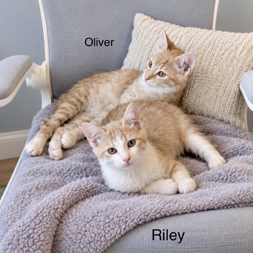 Enlarge Oliver, a Adoptable Domestic Short Hair in Flower Mound, TX image 2/4