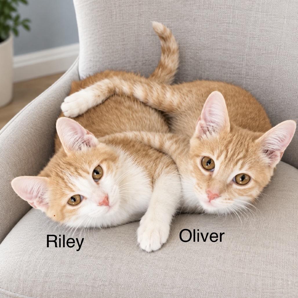 Enlarge Oliver, a Adoptable Domestic Short Hair in Flower Mound, TX image 4/4