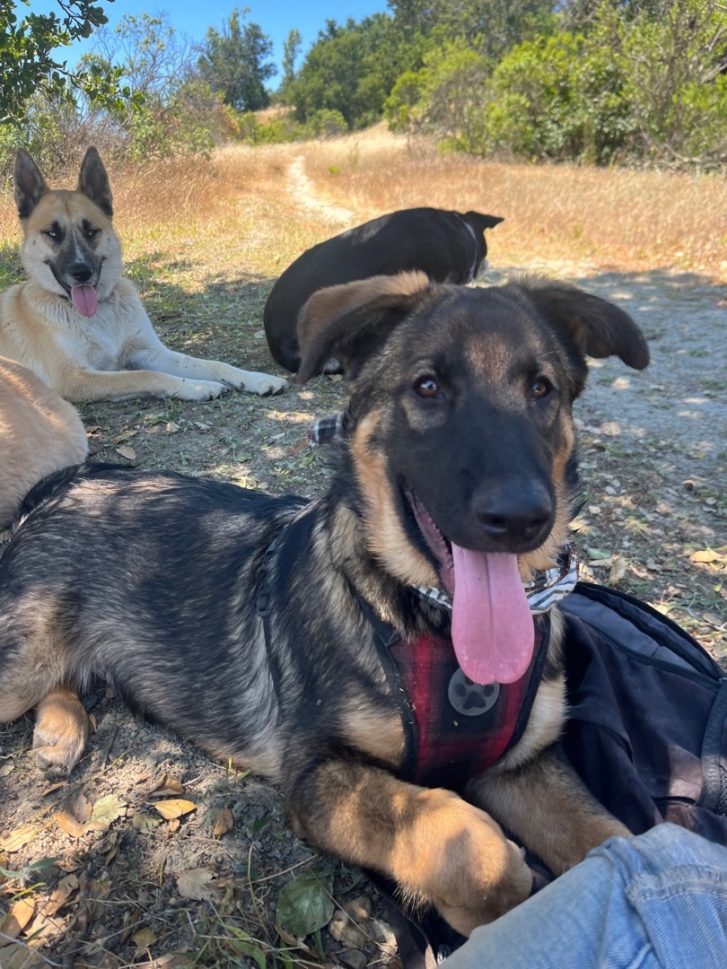 Koda