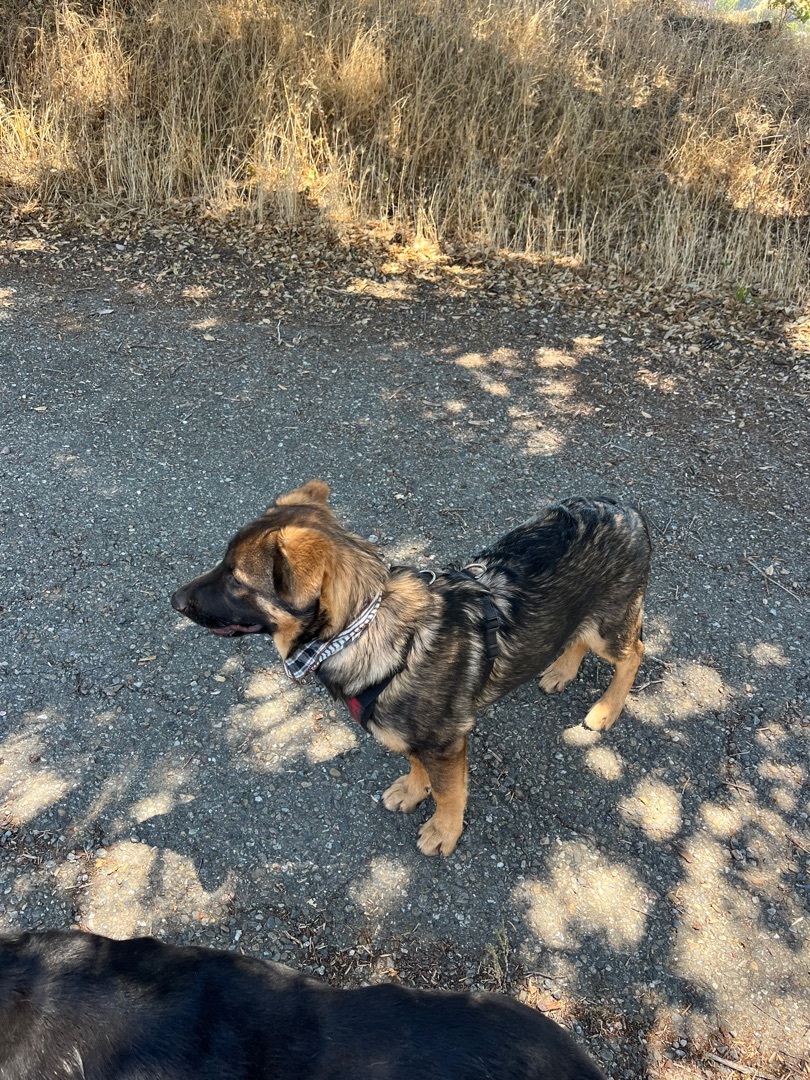 Enlarge Koda, a Adoptable German Shepherd Dog image 3/12