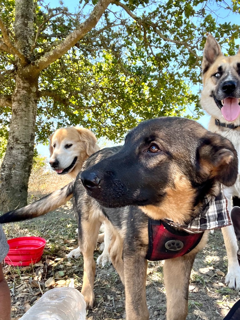 Enlarge Koda, a Adoptable German Shepherd Dog image 4/12