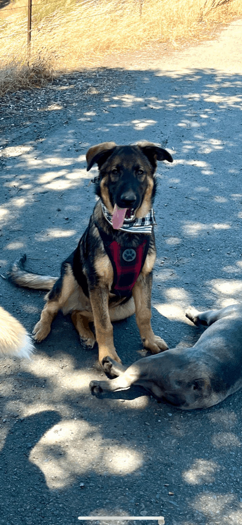 Enlarge Koda, a Adoptable German Shepherd Dog image 5/12