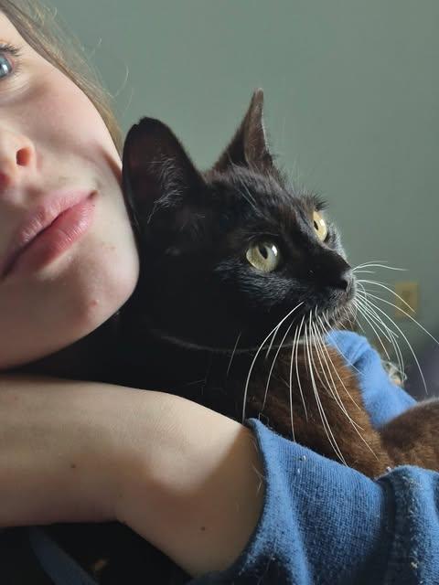 Enlarge Eric, a ADOPTABLE Tuxedo in Fulton, NY image 5/5