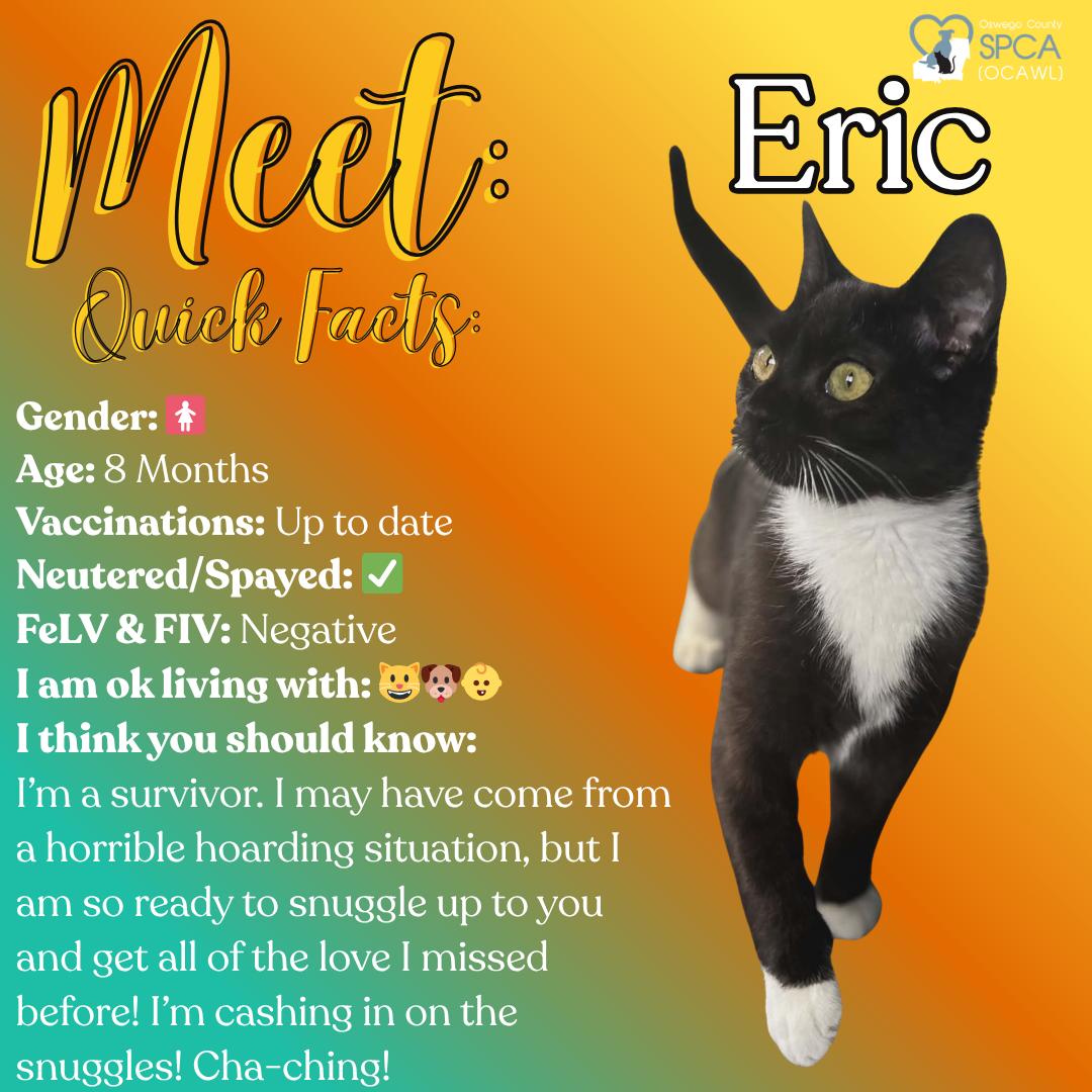 Eric, ADOPTABLE, Young Male Tuxedo.
