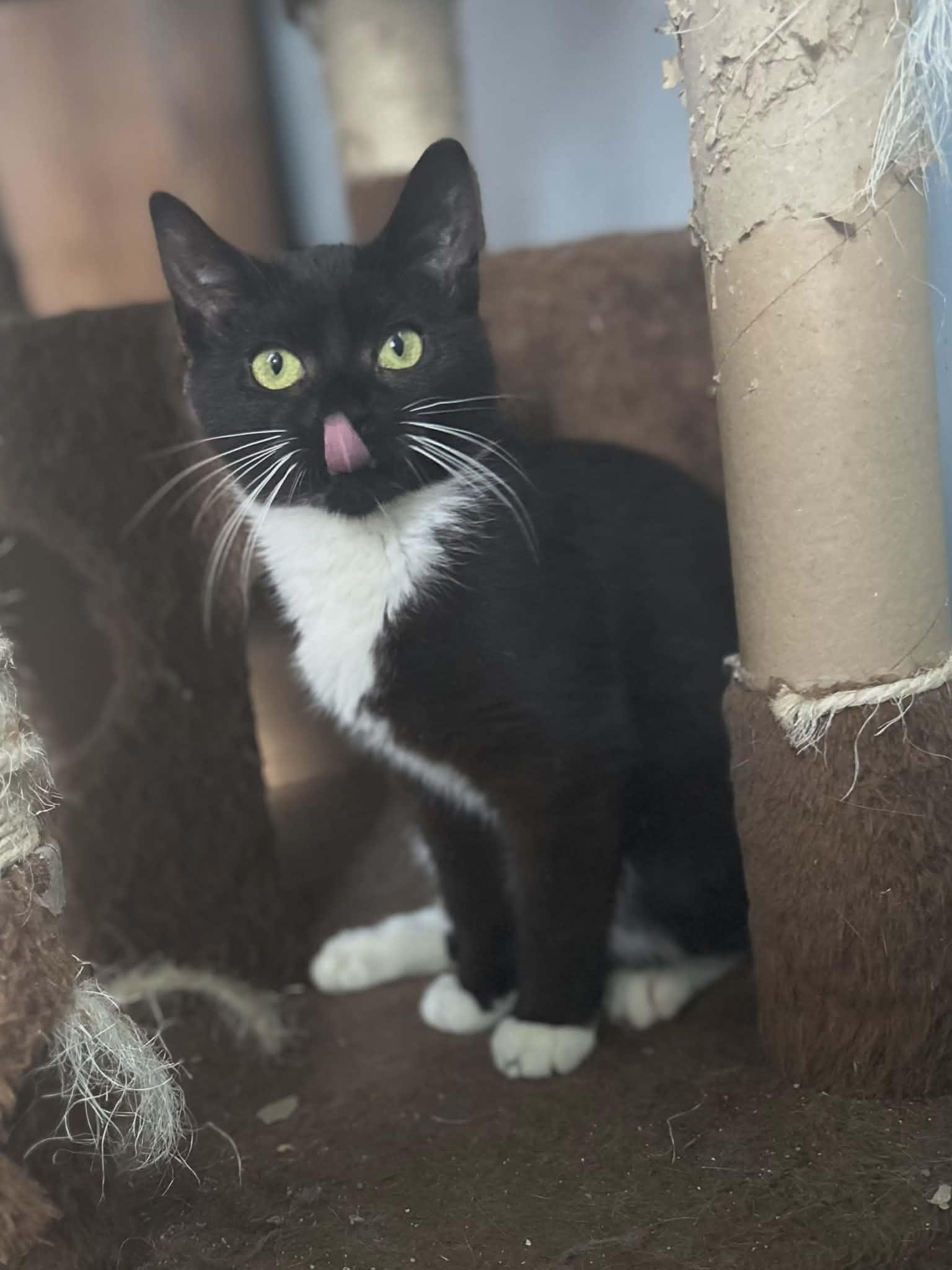 Enlarge Eric, a ADOPTABLE Tuxedo in Fulton, NY image 4/5