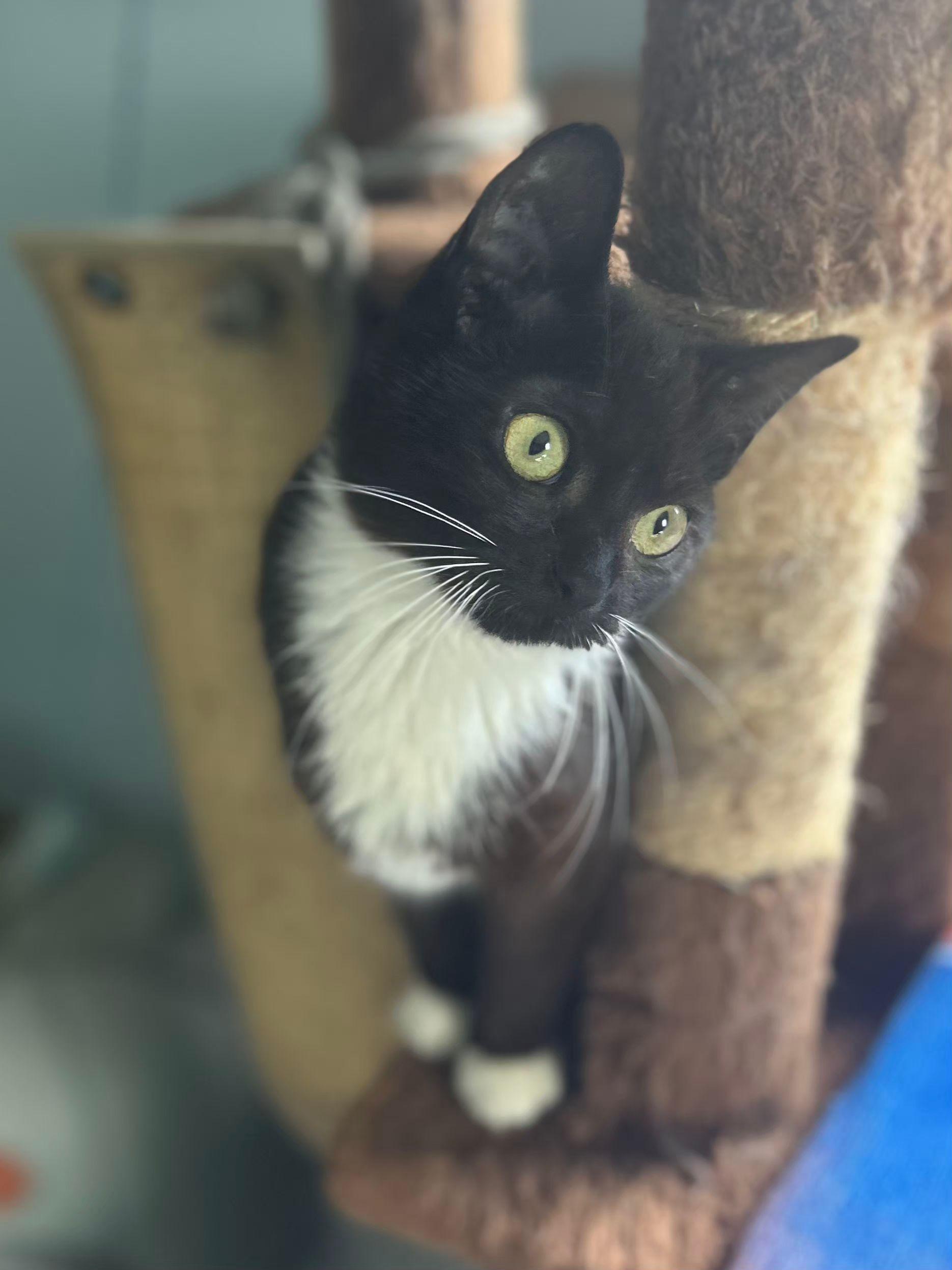 Enlarge Eric, a ADOPTABLE Tuxedo in Fulton, NY image 2/5