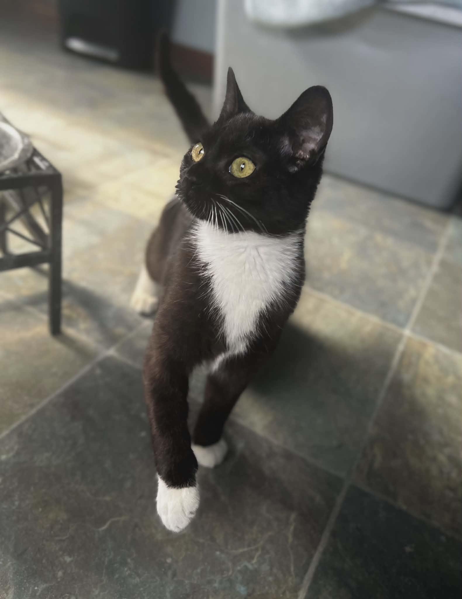 Enlarge Eric, a ADOPTABLE Tuxedo in Fulton, NY image 3/5