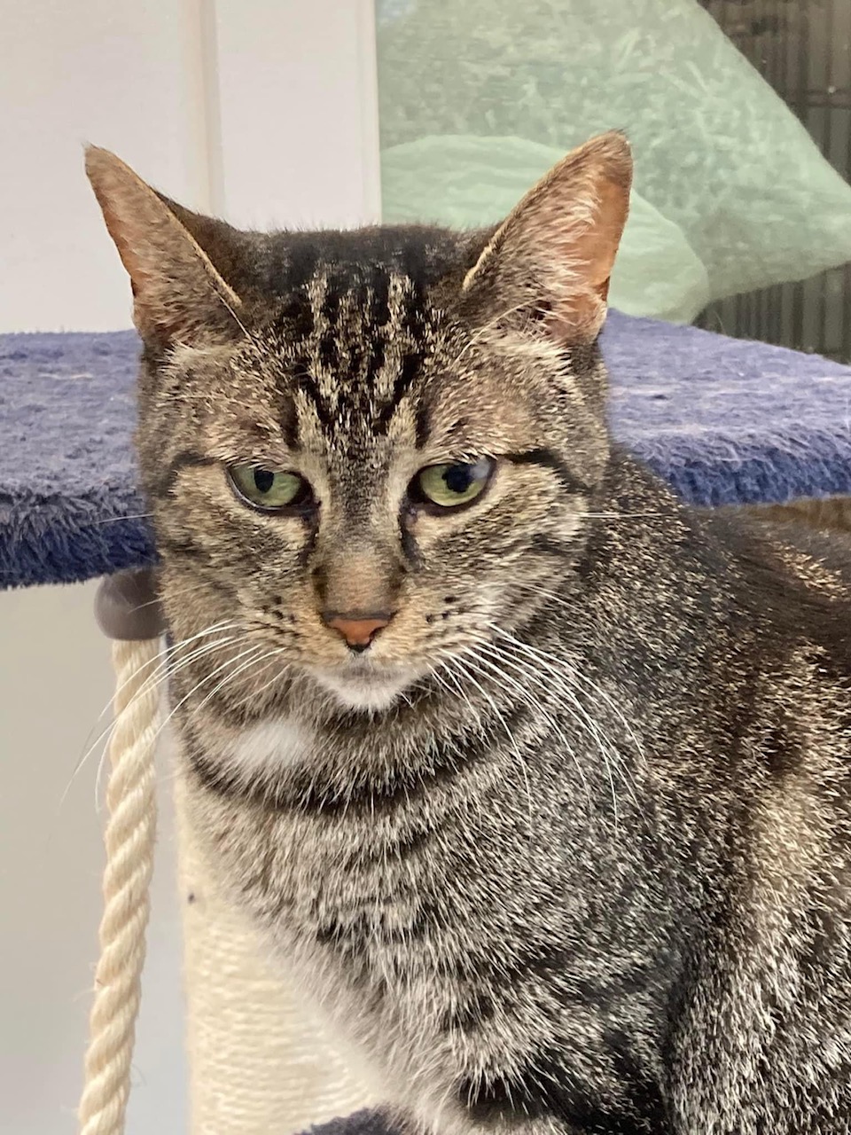 Tawney, Adoptable, Senior Female Tabby.