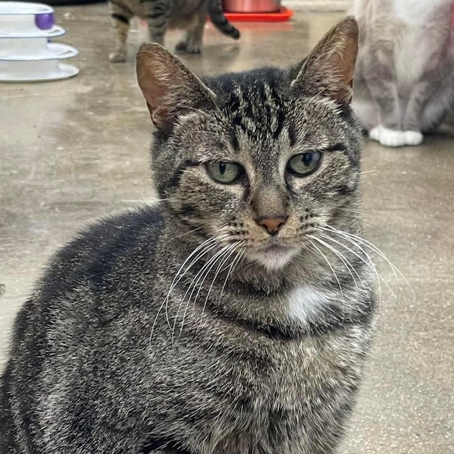 Tawney, Adoptable, Senior Female Tabby.