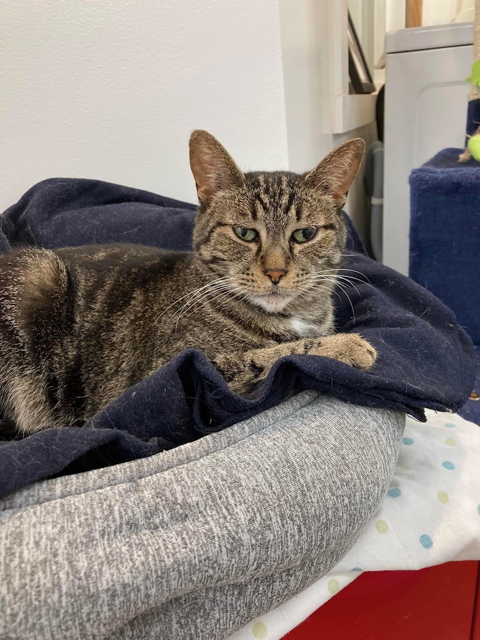 Tawney, a Adoptable Tabby in Manhattan Beach, CA image 3/6