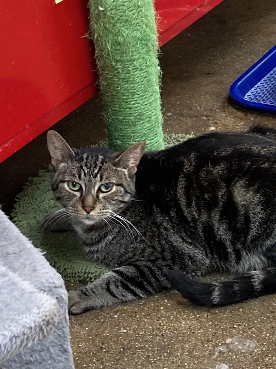 Tawney, a Adoptable Tabby in Manhattan Beach, CA image 2/6