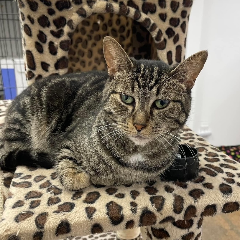 Tawney, a Adoptable Tabby in Manhattan Beach, CA image 6/6