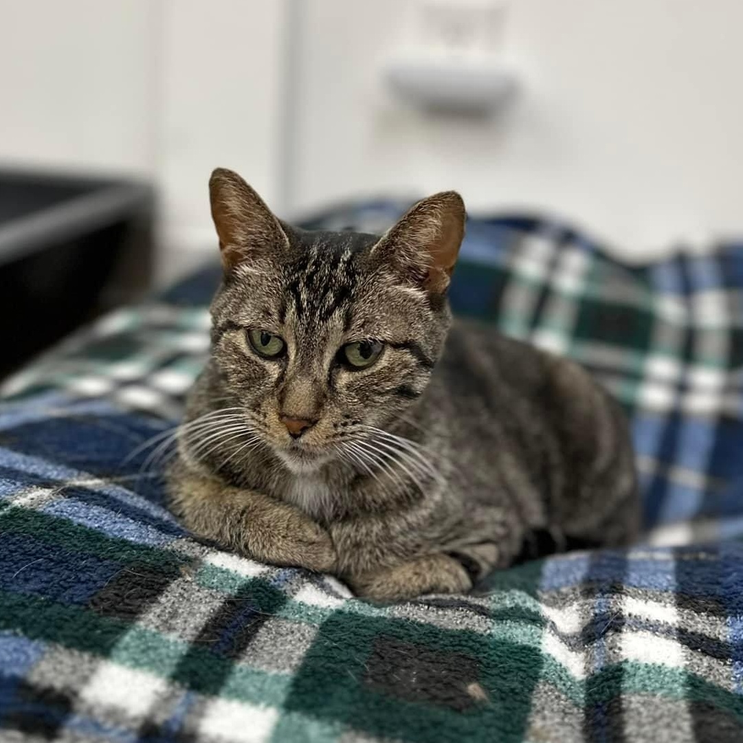 Tawney, a Adoptable Tabby in Manhattan Beach, CA image 5/6