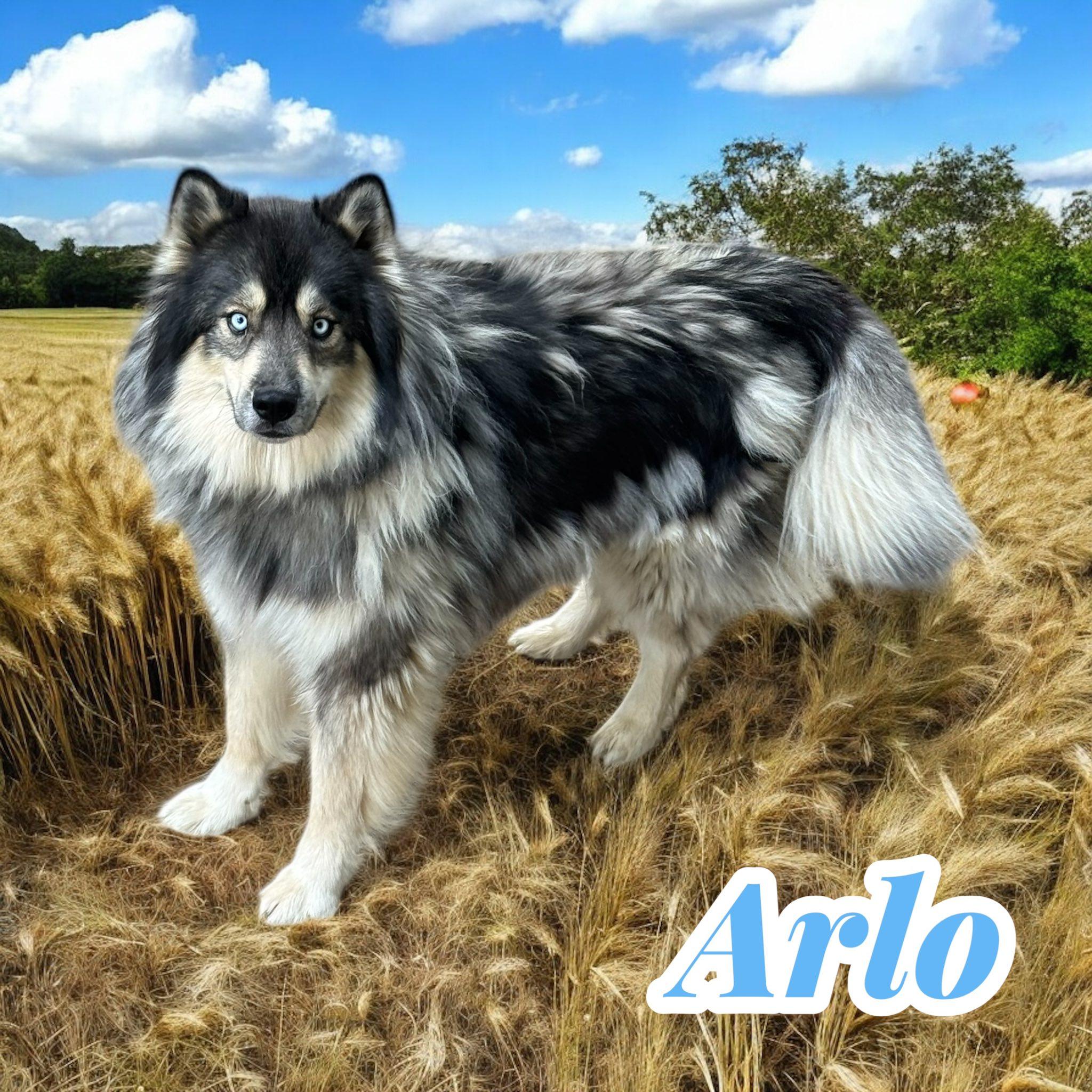Arlo *KID FRIENDLY but NEEDS TO BE ONLY DOG*