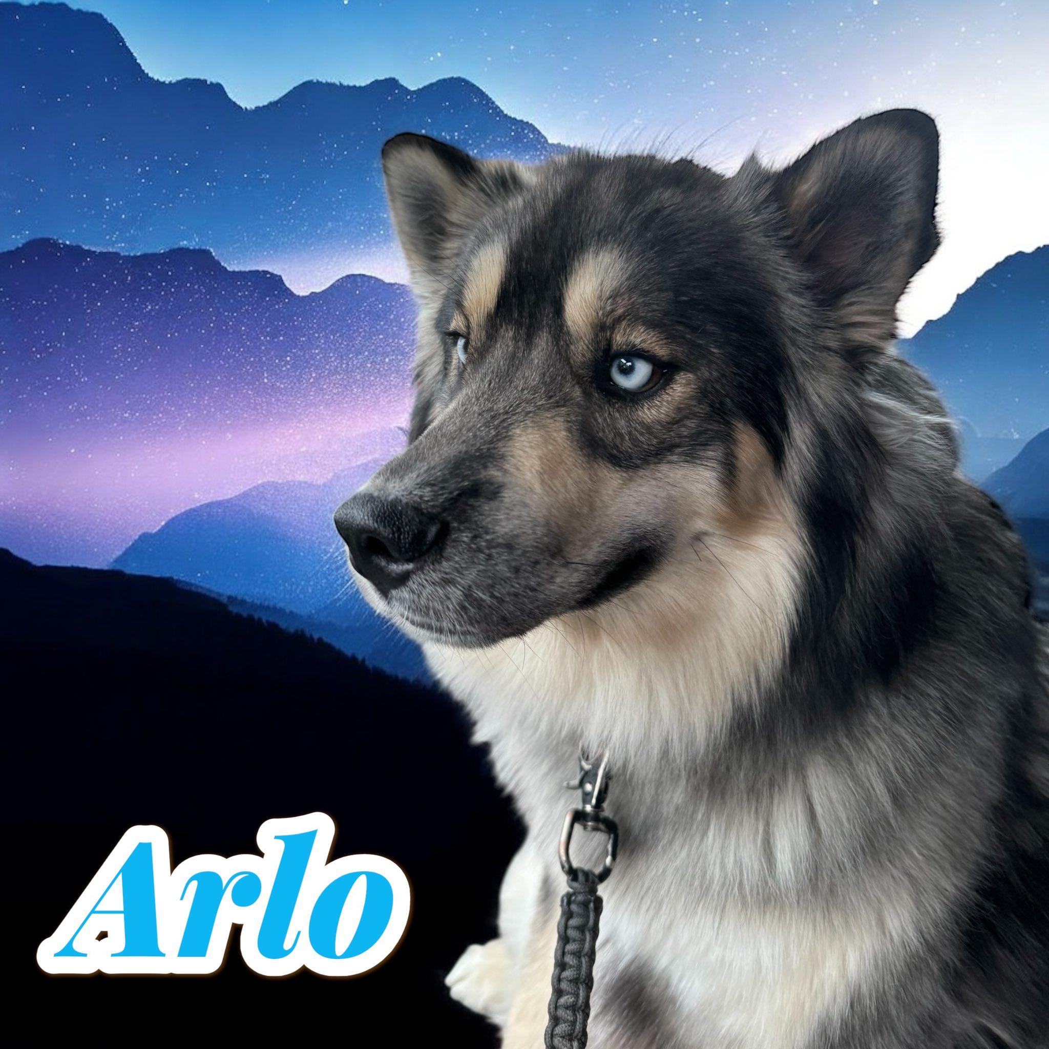 Arlo *KID FRIENDLY but NEEDS TO BE ONLY DOG*