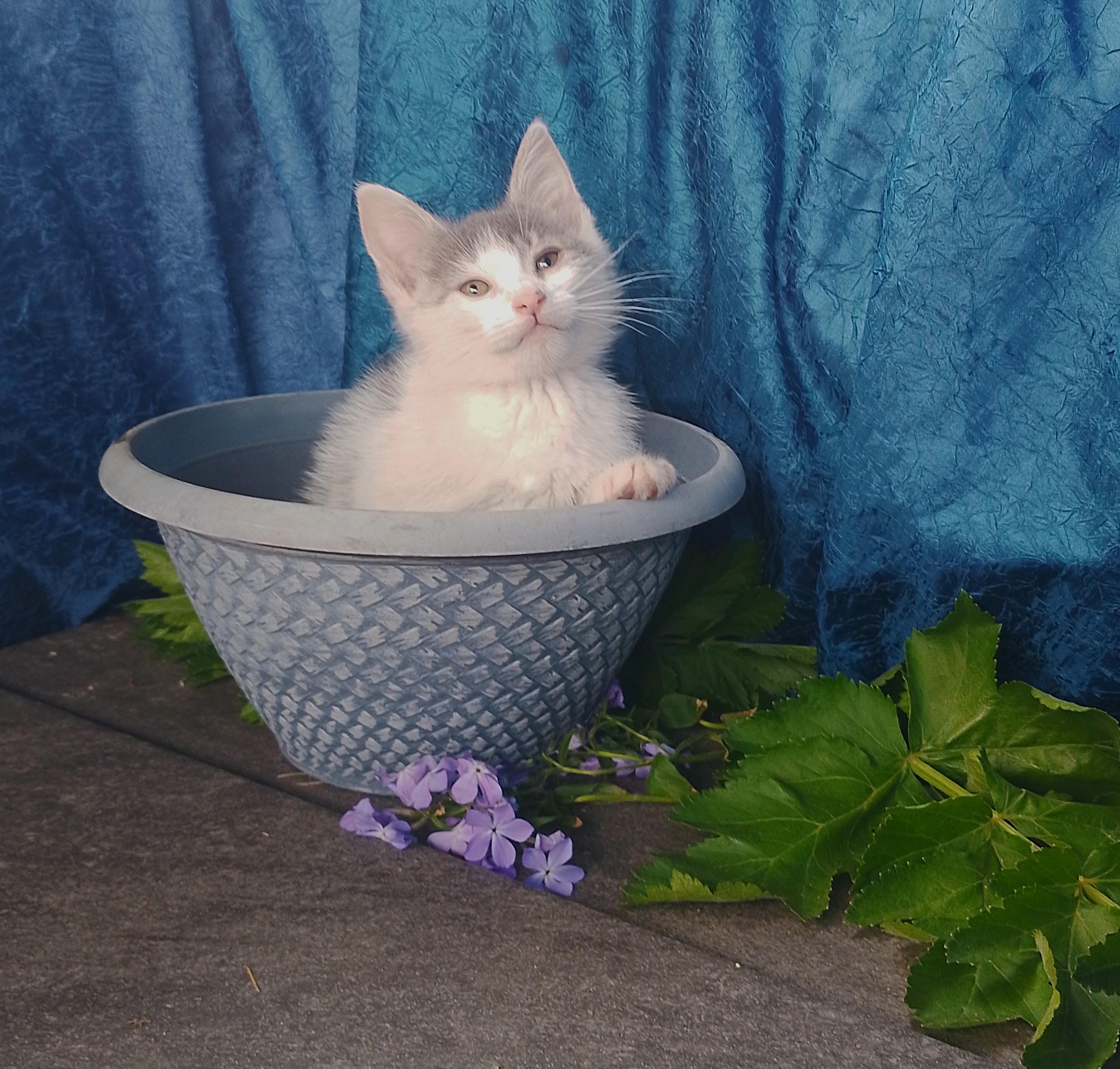 Harold 655, ADOPTABLE, Kitten Male Domestic Medium Hair.