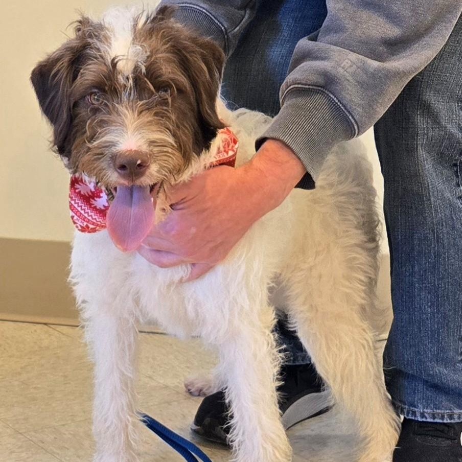 Max , adopted, Young Male Poodle & Spaniel.