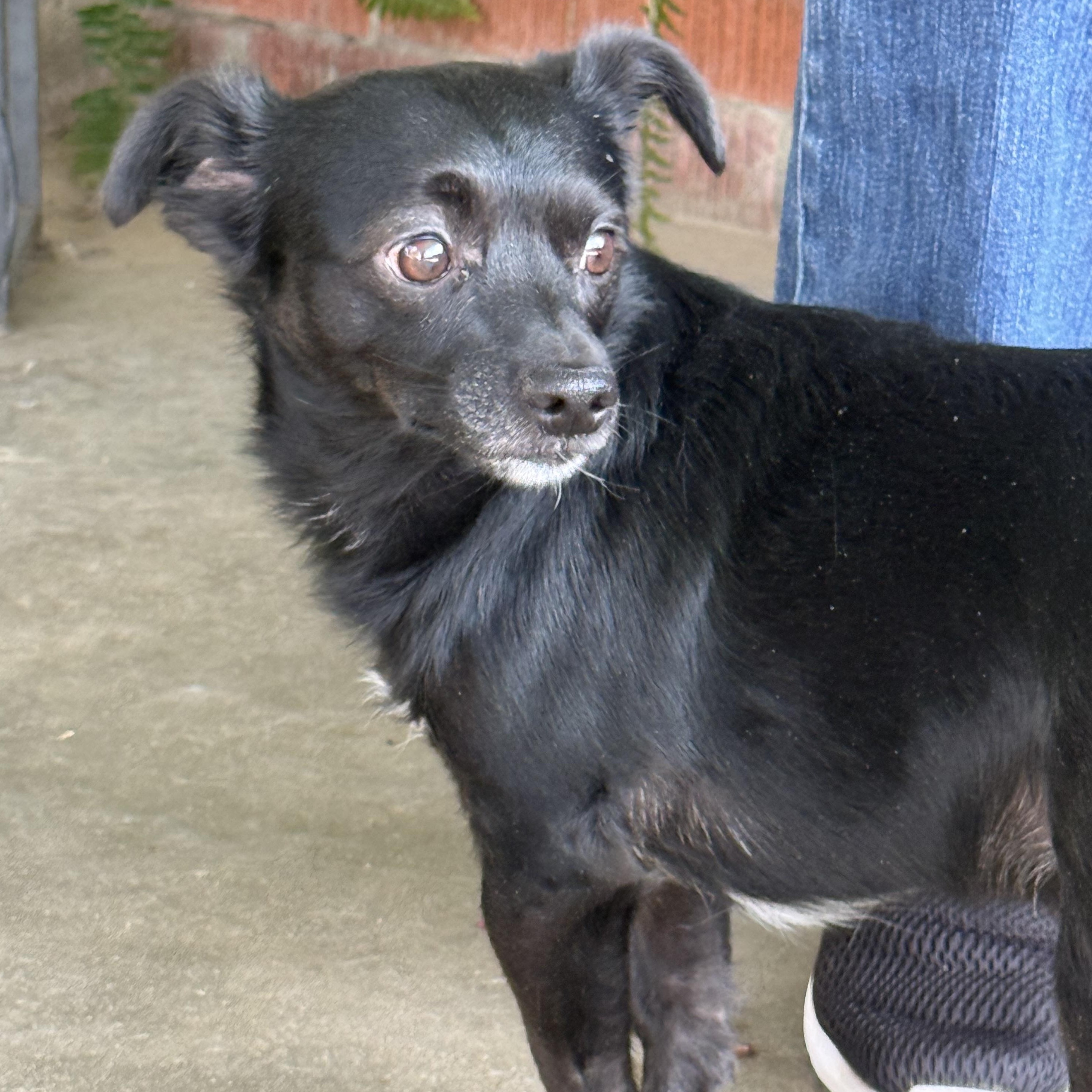 Enlarge Romeo 2, a ADOPTABLE mixed breed in modesto, CA image 6/6