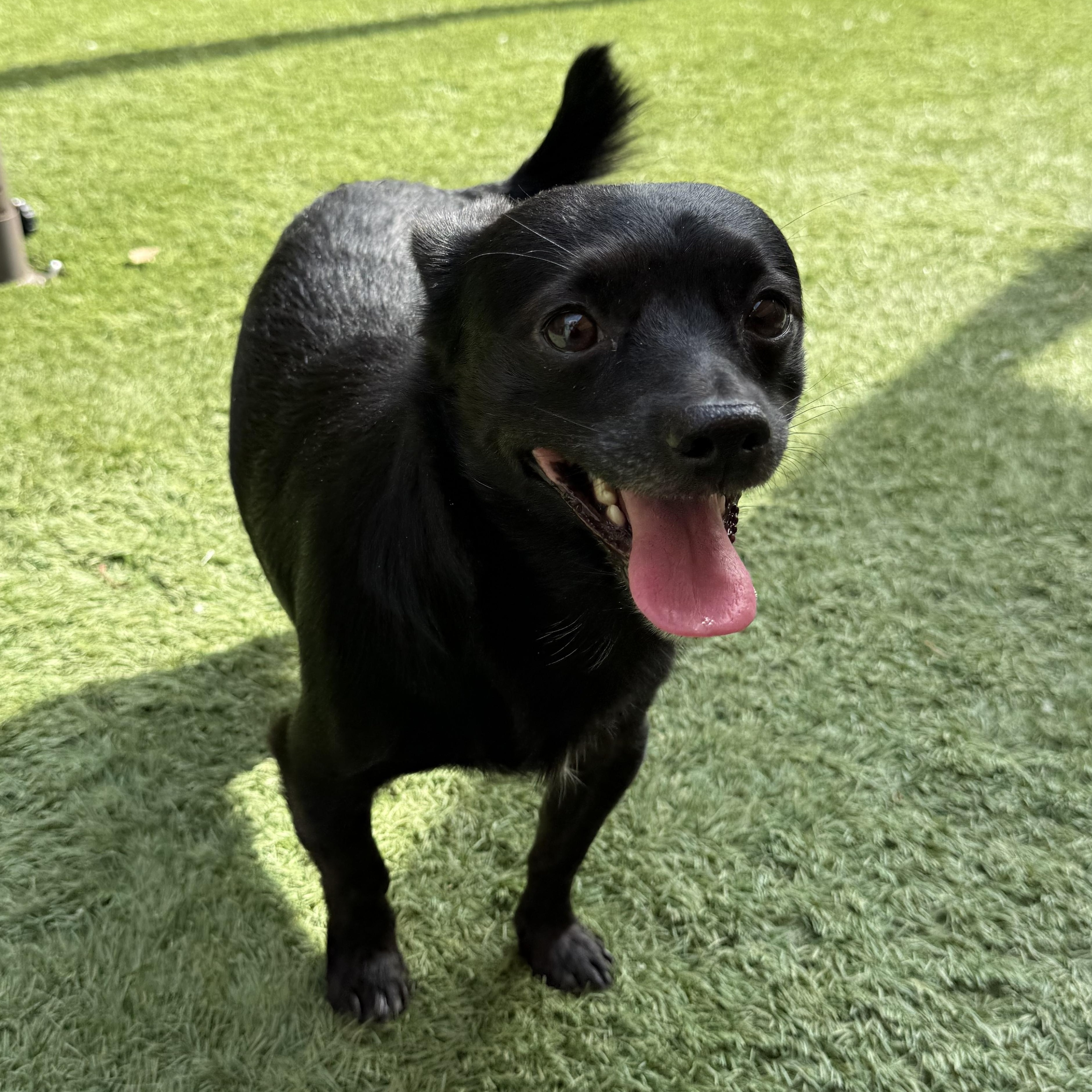 Enlarge Romeo 2, a ADOPTABLE mixed breed in modesto, CA image 5/6